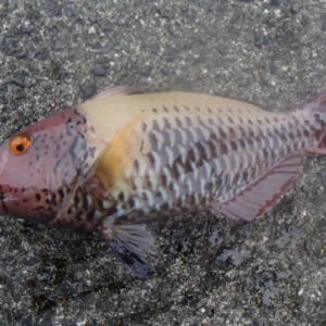 奄美のブダイは熱帯系