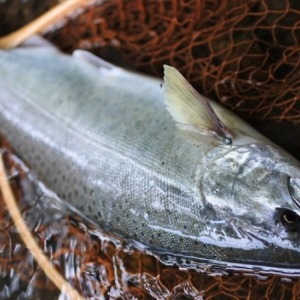 長らく続く枯れた流れに潜む逞しき