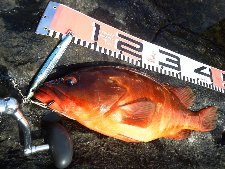 八丈島 おかっぱり 地磯ジギングで 40upメタボなアカハタ！