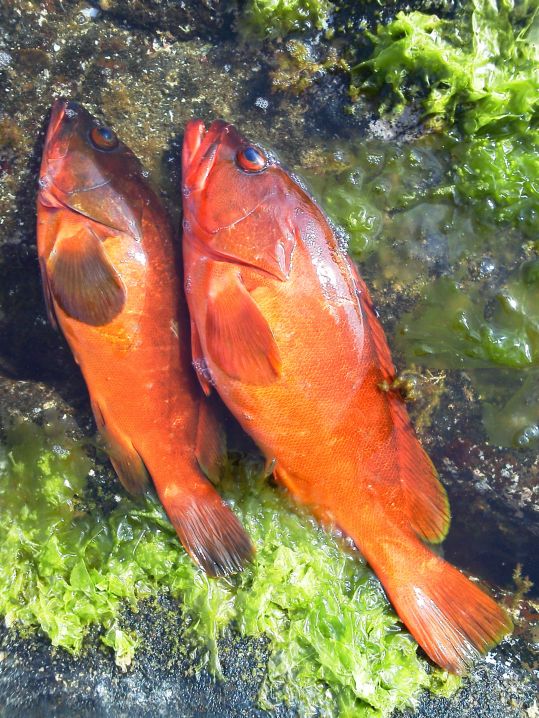 八丈島 おかっぱり 地磯ジギングで 40upメタボなアカハタ！