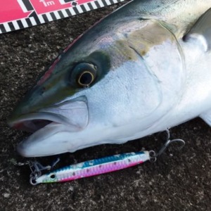 八丈島 ショアジギ盛況! 久々の早朝堤防ジギングでヒラマサ!!