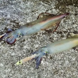 八丈島 陸っぱりでヤリケン(ケンサキイカ)の夜釣り!