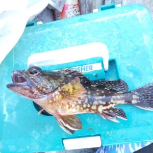 根府川ゴロタ浜リベンジ カサゴ釣れました