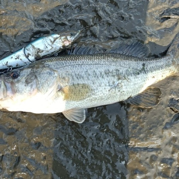 ショアライン流したら釣れた。