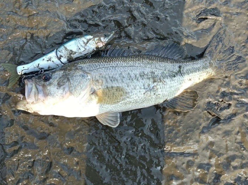 ショアライン流したら釣れた。