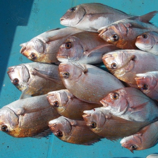 開花にまに合った桜鯛