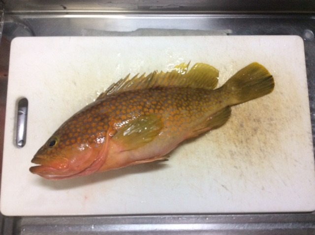 釣り倶楽部「老人会青年部」の釣行報告！