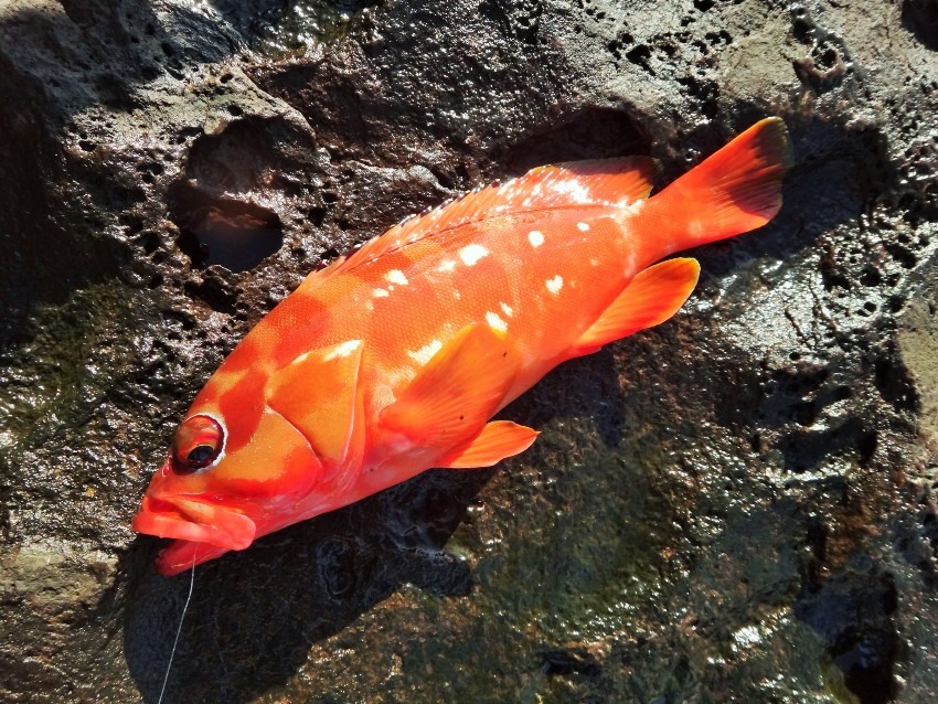 八丈島　お正月用に赤い魚を釣ってきました！