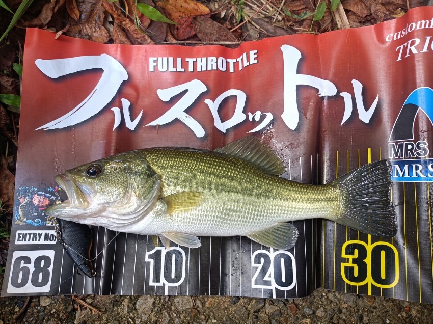 サイズは小さいですがコンディションいいのが釣れました。