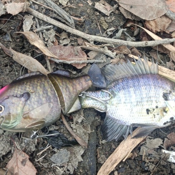 今日はバスは釣れませんでしたが、ギルが釣れました。釣れただけヨシとします。スレがかりですねどね…笑