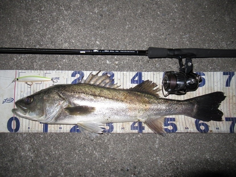 あけましたおめでとう