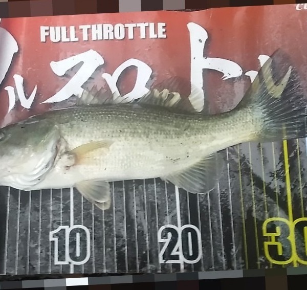 このサイズの魚でも釣れると嬉しかったりもしますね。ライトリグで釣れました！