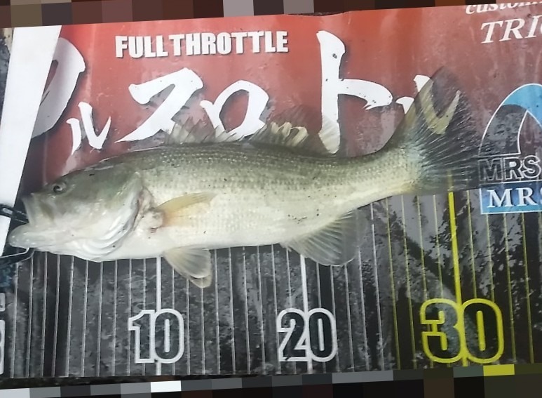 このサイズの魚でも釣れると嬉しかったりもしますね。ライトリグで釣れました！