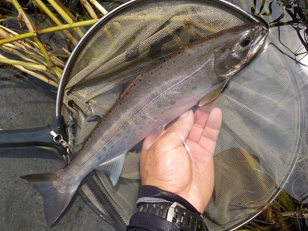 富士川水系で大型虹鱒と尺上アマゴが釣れました。