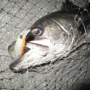 やっと筆おろし終了