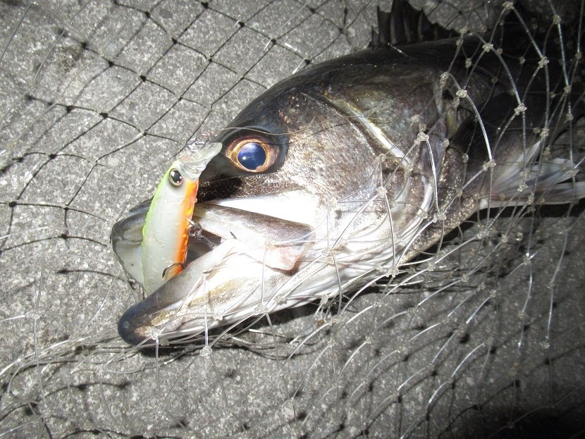 やっと筆おろし終了