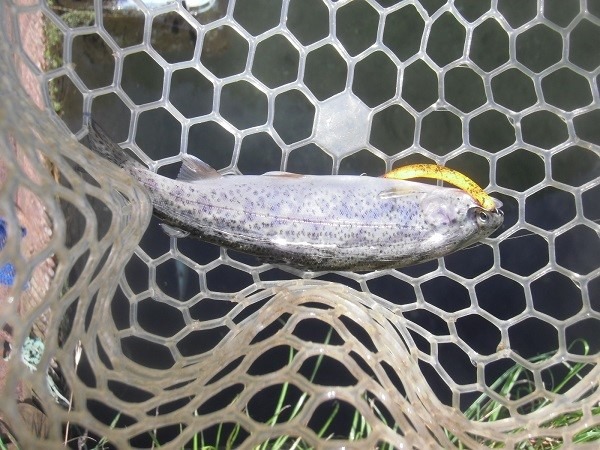 片品川国際鱒釣場さんに釣行　４時間で釣果は何と１３７匹　ハンドメイドルアーも好調でした(´^ω^｀)