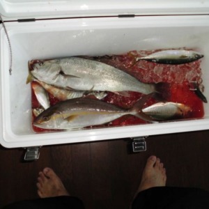 松揚丸　営業再開で釣行回数も増えそう(#^^#)
