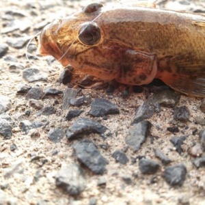 本日はハゼ釣り日和なり