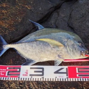 八丈島 ショアジギング 地磯からカッポレ!