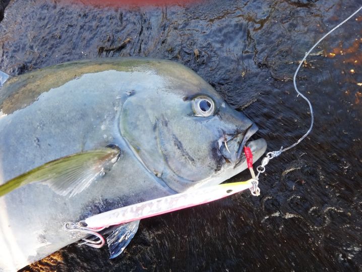 ヒットルアーは、撃投ジグ65g(ピンク)
リーダー100lb(…