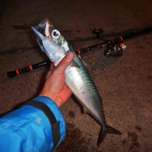 八丈島　島の夜釣りといえば大サバ！