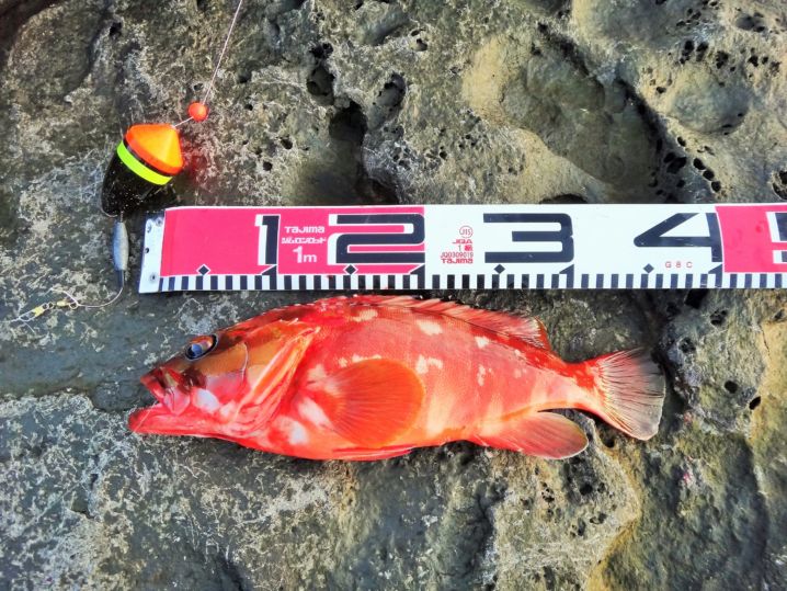 八丈島　2019年初釣りは地磯でアカハタ狙い！