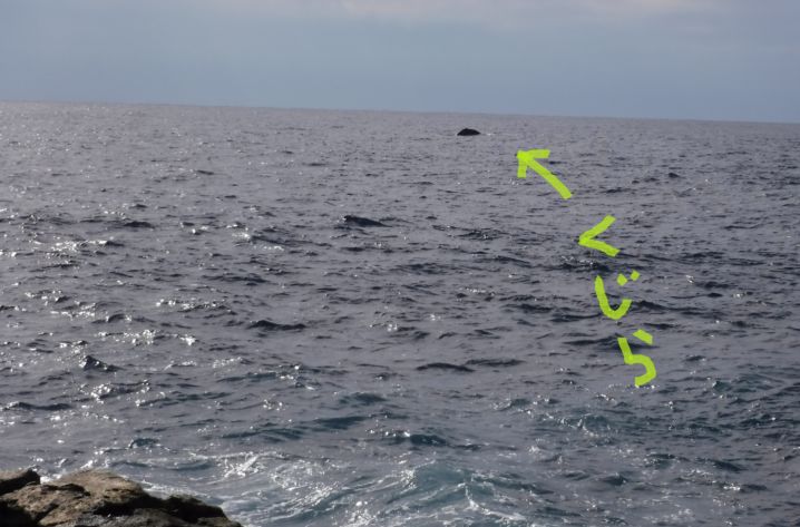 八丈島　地磯からクジラを見ながらルアーキャスティング！！