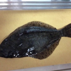 漁港の波止でヒラメが。。。