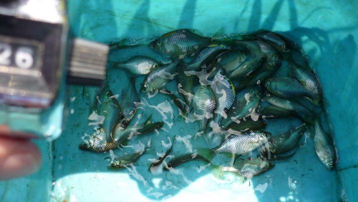 16 6 18タナゴ釣り 千葉県 バラタナゴとカネヒラ
