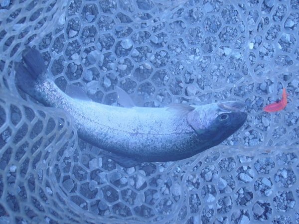 ちょっと前の日本イワナセンターさんでの釣行で　お気に入りのライス２２で釣りましたヽ(･∀･)ﾉ