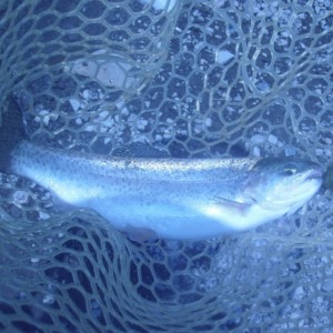 川場FPさんでの夏のおすすめルアーの一つです。「エアーペレットSS」で釣れました(^―^)