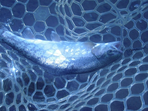 自作の魚皮貼りルアーを川場ＦＰさんで実釣検証　しっかり釣れました(≧∇≦)
