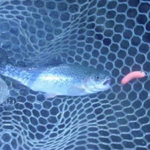 川場FPさんに釣行 午前半日で32匹の釣果 自作のハンドメイドルアーでも釣れました(^―^)