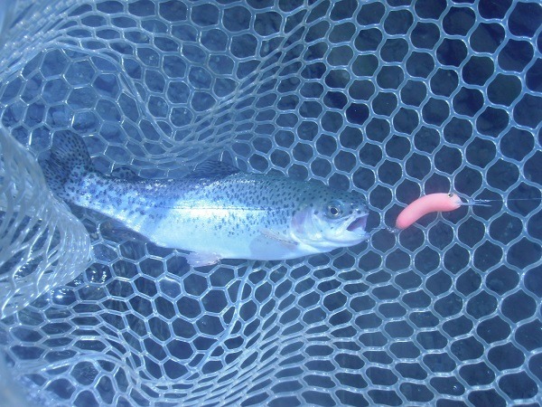 川場ＦＰさんに釣行　午前半日で３２匹の釣果　自作のハンドメイドルアーでも釣れました(^―^)