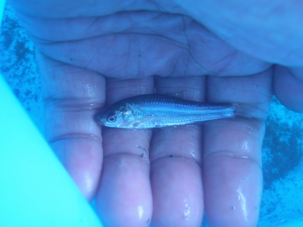 明日のテナガエビ釣りに備えて　近所の水路でエサの小魚を釣ってきました(*・ω・)
