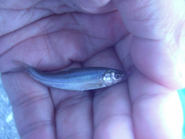 明日のテナガエビ釣りに備えて　近所の水路でエサの小魚を釣ってきました(*・ω・)