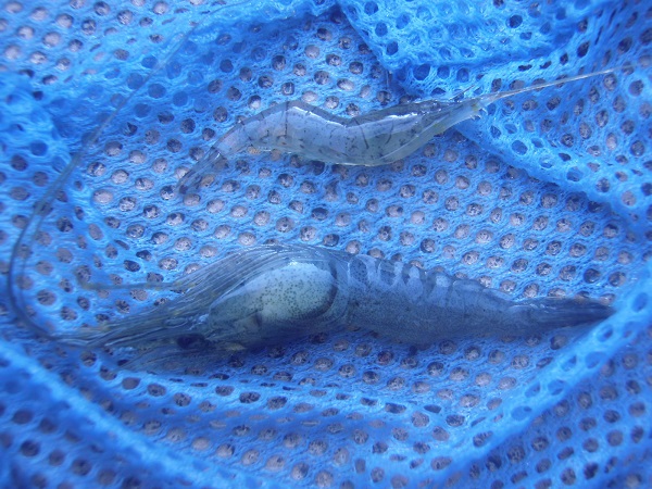 近所の親水公園でテナガエビ釣り　ちょっと珍しいダブルヒットが２回　80分で釣果40匹でした（*＾ワ＾*）