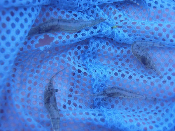 御近所釣行　親水公園にテナガエビ釣り釣行　驚きの４匹同時ネットインもヽ(･∀･)ﾉ