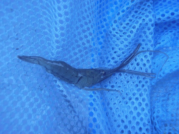 御近所釣行　テナガエビ狙い釣行なので、もちろん本命のエビも釣りました　１時間で釣果３０匹（*＾ワ＾*）