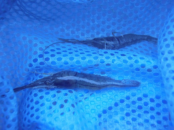 御近所釣行　テナガエビ狙い釣行なので、もちろん本命のエビも釣りました　１時間で釣果３０匹（*＾ワ＾*）
