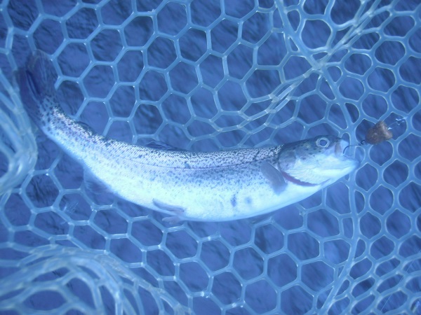 日本イワナセンターさんに釣行しました　前回釣行の釣果から大幅ダウンの２８匹でした（゜-Å)
