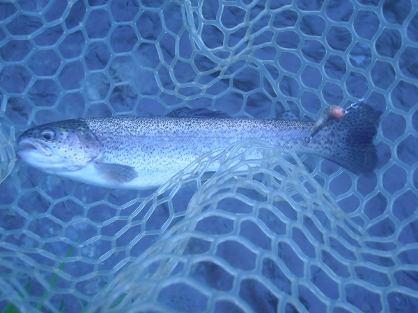 魚皮貼りのハンドメイドルアー ノーリップ で釣りました 自作ハンドメイルアーで釣った１匹は格別ですね ワ みんなの釣果自慢
