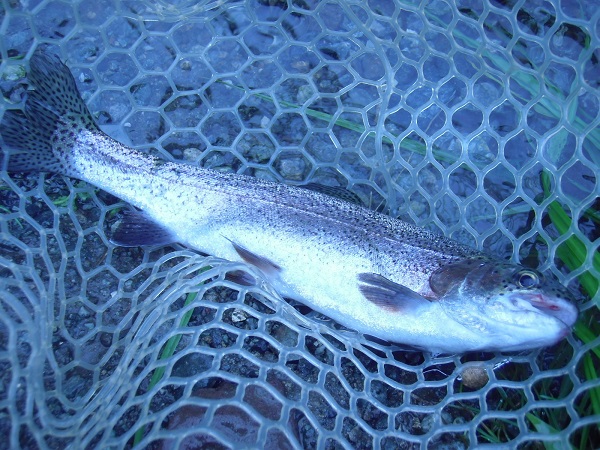 日本イワナセンターさんに釣行しました　前回釣行の釣果から大幅ダウンの２８匹でした（゜-Å)