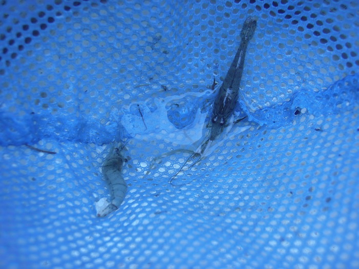 近所の親水公園でテナガエビが爆釣(^_^)　90分で50匹釣れました　
