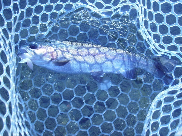 川場ＦＰさんに釣行しました　ヒットルアーも公開　午前半日で３６匹とまずまずの釣果でした(^―^)