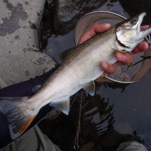 昨年の釣果です! 狩野川水系の尺上アマゴ!
