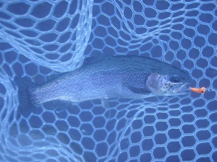 川場ＦＰさんに釣行　午前半日で４１匹の釣果　朝方はペレットタイムでも釣れてます