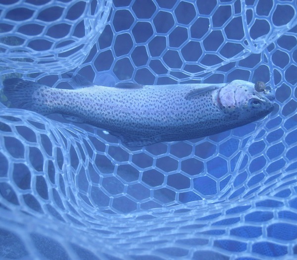 川場ＦＰさんに釣行　午前半日で４１匹の釣果　朝方はペレットタイムでも釣れてます