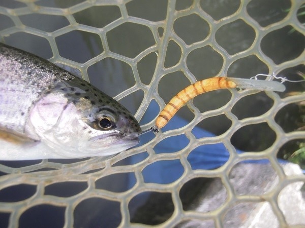 片品川国際鱒釣場さんに釣行　４時間で釣果６６匹　ハンドメイドルアーも釣れました(´^ω^｀)